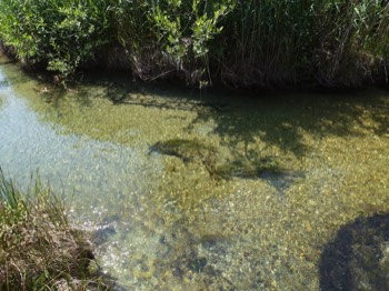  Chara im Wasser 